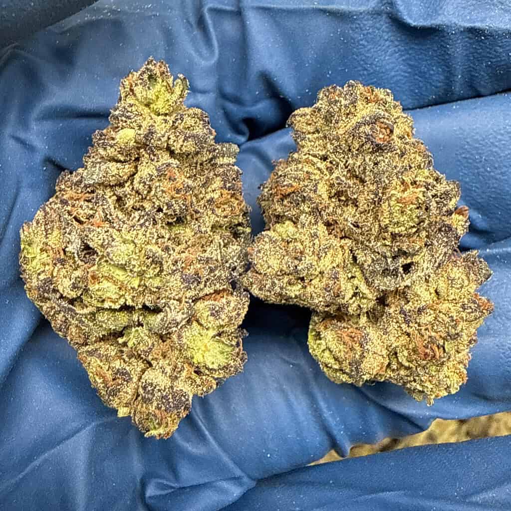 Ice Cream Cake: INDICA(31.12%)