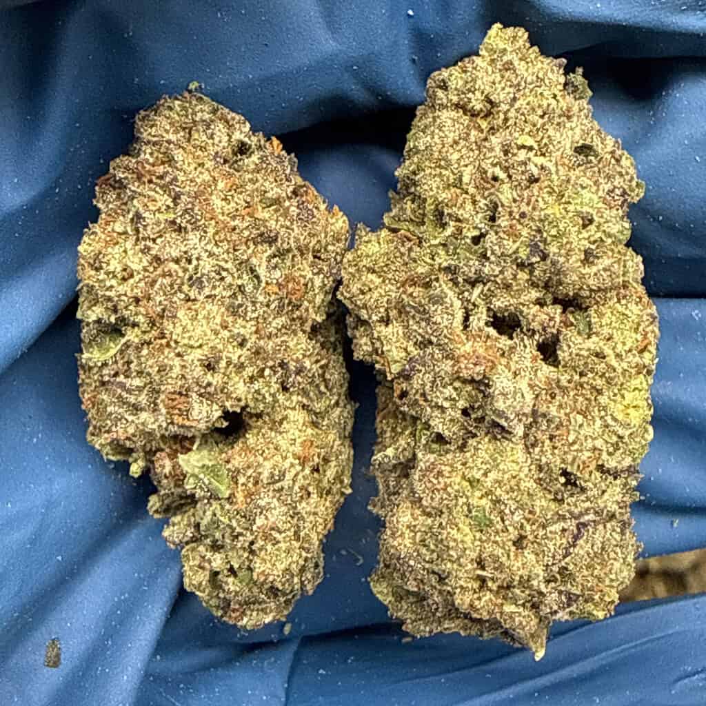 Lemon Cherry Gelato: HYBRID(30.77%)