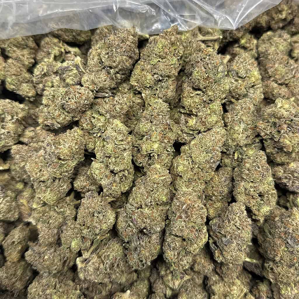 Lemon Cherry Gelato: HYBRID(30.77%)