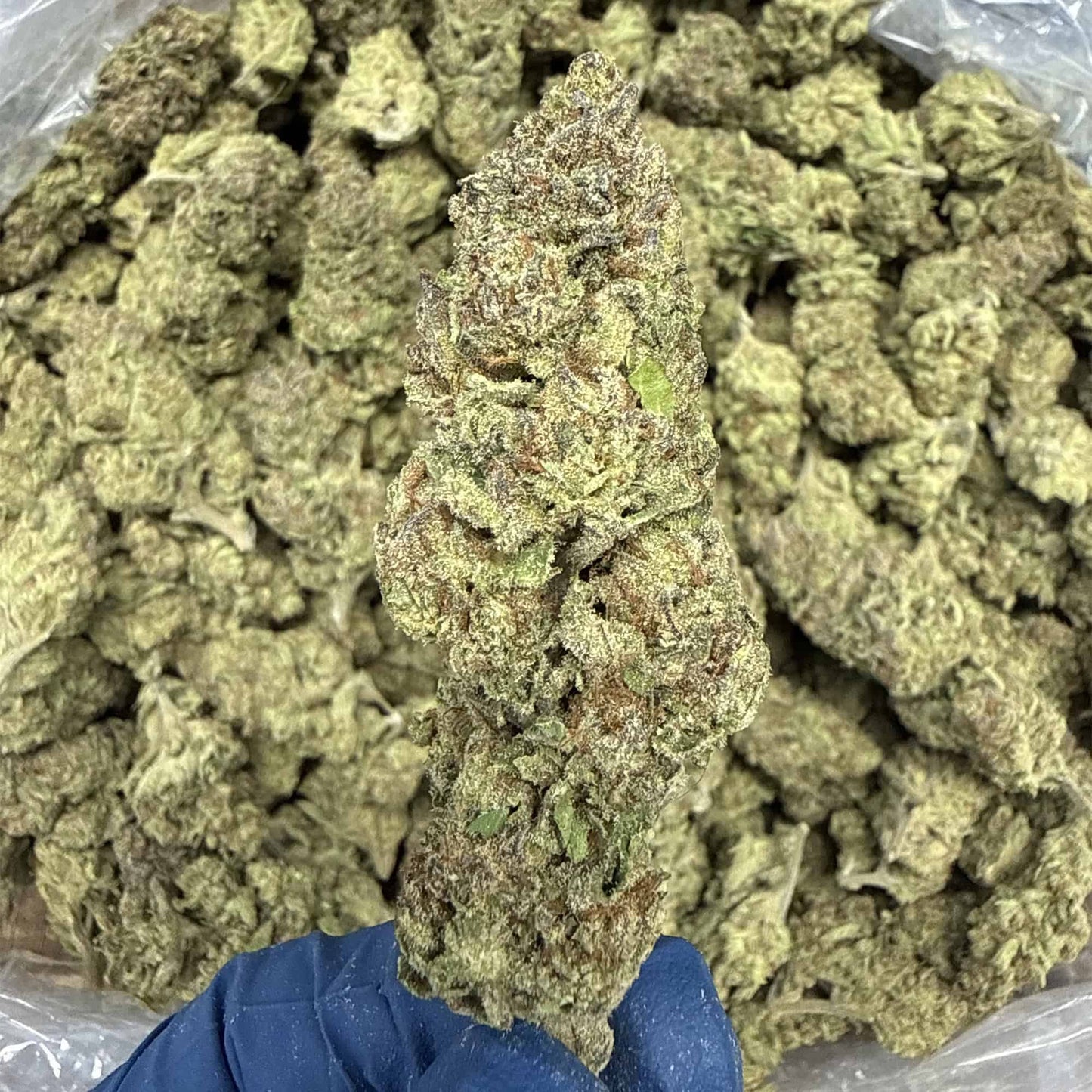 THC-A Flower| Papaya Punch: INDICA (33.53%)